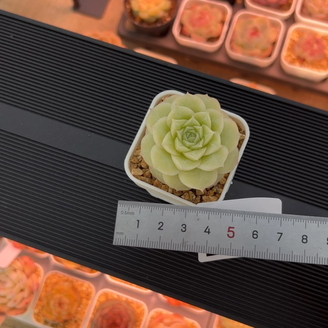 丫**365 多肉植物组合盆栽