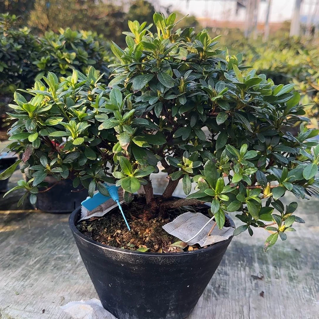 无花朵上之山有花朵