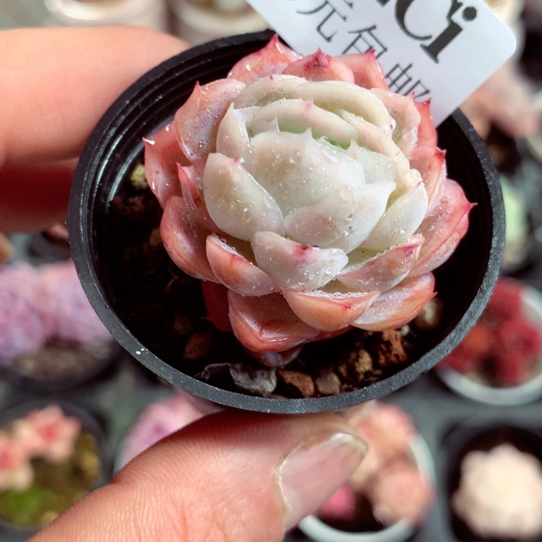 5厘米盆精控多肉412