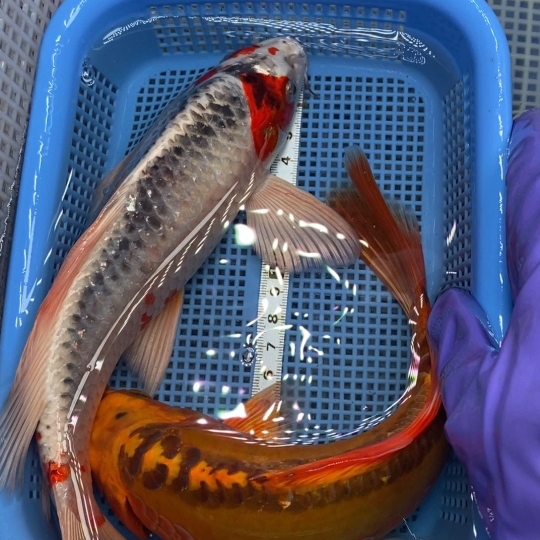 锦鲤冷水锦鲤包邮