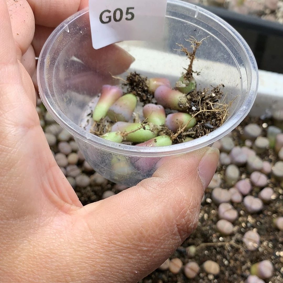 大****瓜G05多肉植物保护研究所