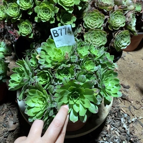 学***g774三颗法师多肉植物