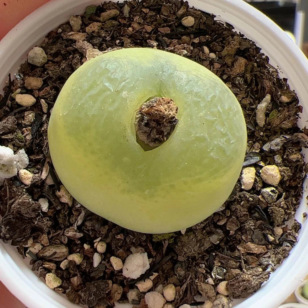 【闪购商品】126 o泡