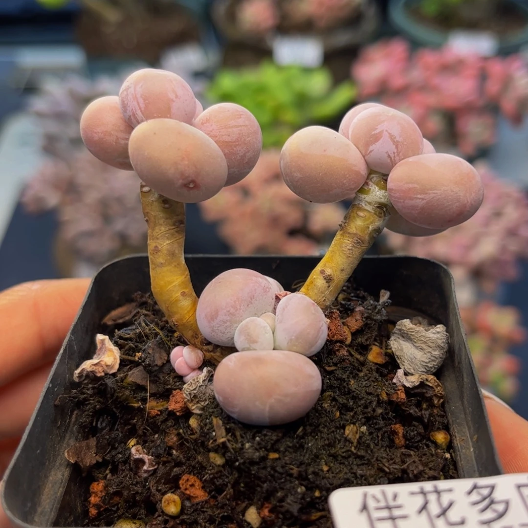 905-橙奶多肉5cm多肉