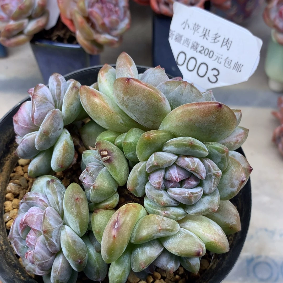 绿底紫心003/10cm7头