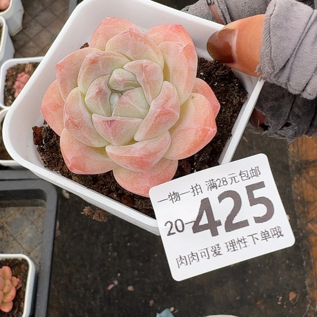 冰玉无盆土发货无