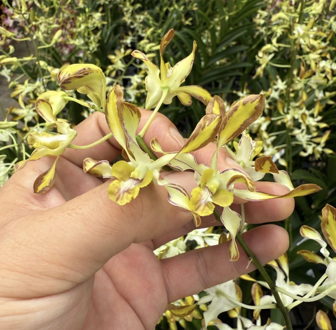 黄泼墨羚羊（大）【秋石斛】黄色爆花好养花期长  云南鲜花绿植