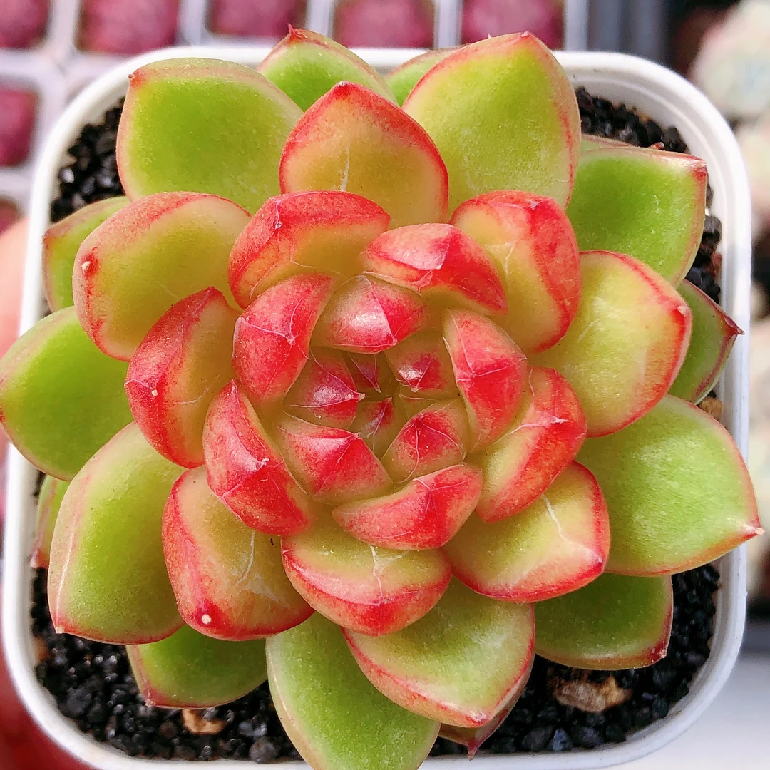 多肉植物  糖果珍妮母本一颗（尺寸5左右）满28包邮除偏远