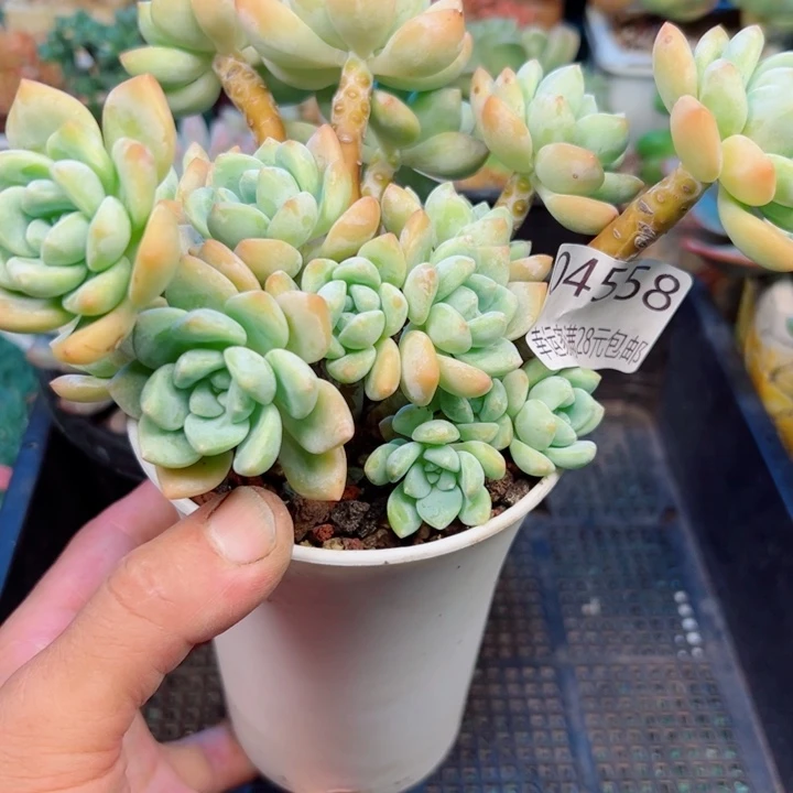 一***i幸运的是我还没遇到你