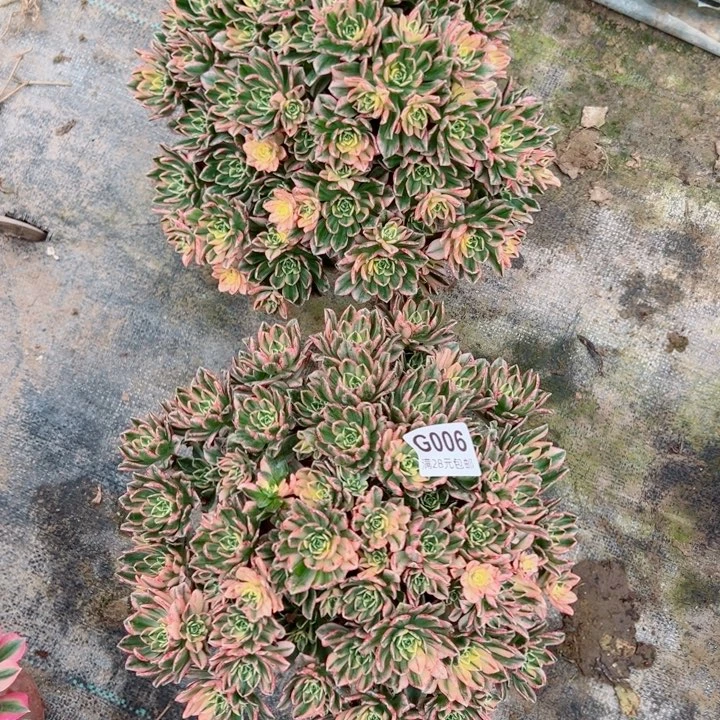 06。07甜茶多肉植物