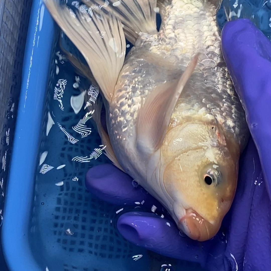 锦鲤冷水锦鲤包邮