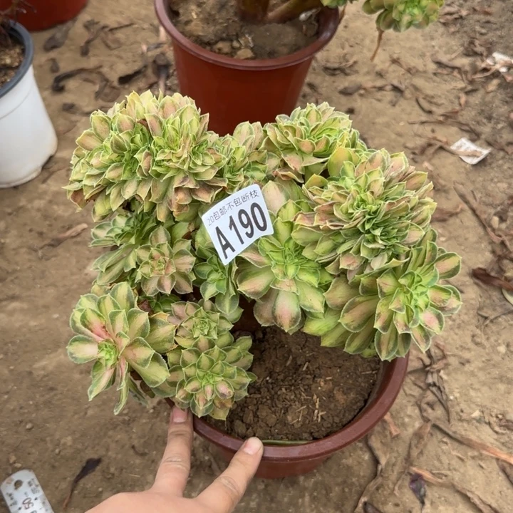 韶华缀……多肉植物……