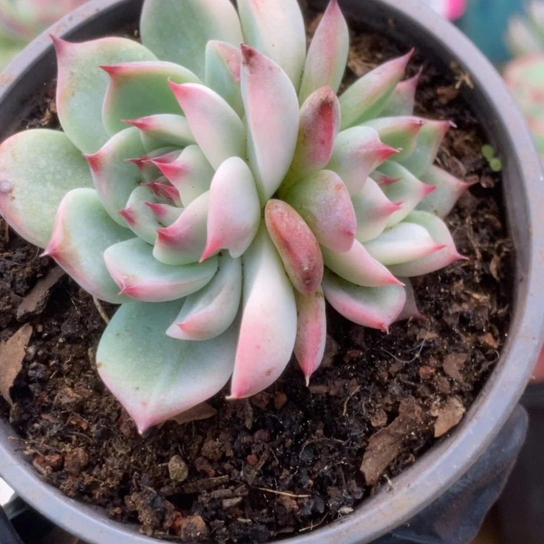 157锦锦锦锦锦锦锦锦