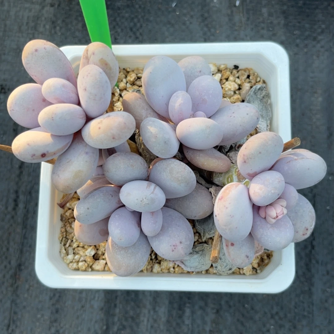 云尘多肉一物一拍975，