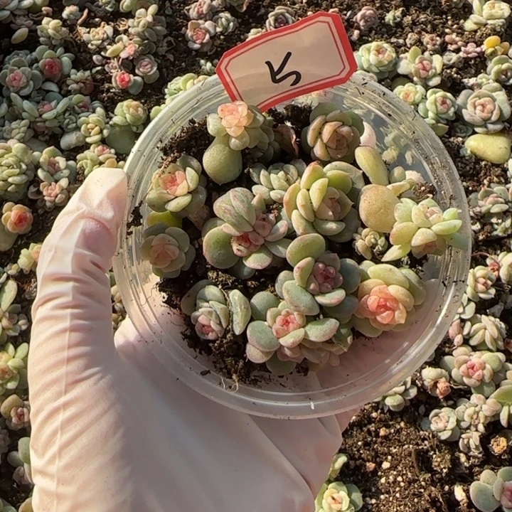 F***y5号多肉植物一盘盘