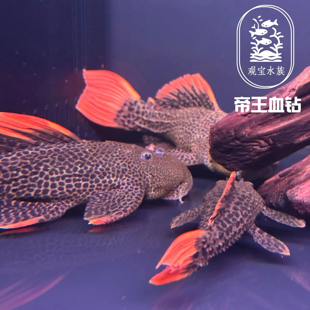L600 帝皇血钻鱼 南美洲异型坦克600鱼 热带中大型观赏鱼 好饲养