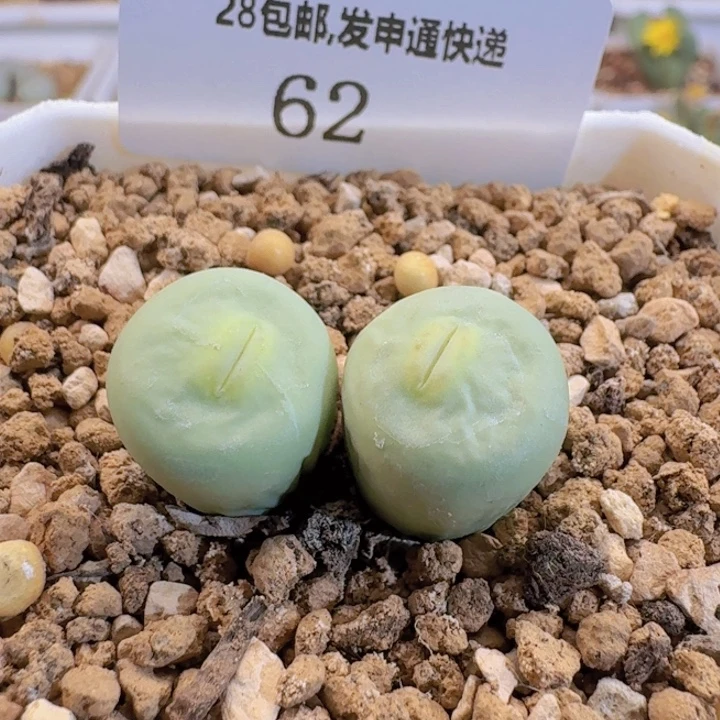 62。