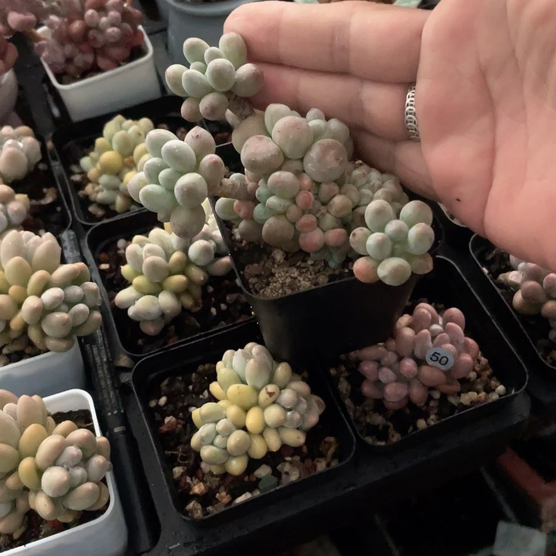 9****7多肉植物多肉植物