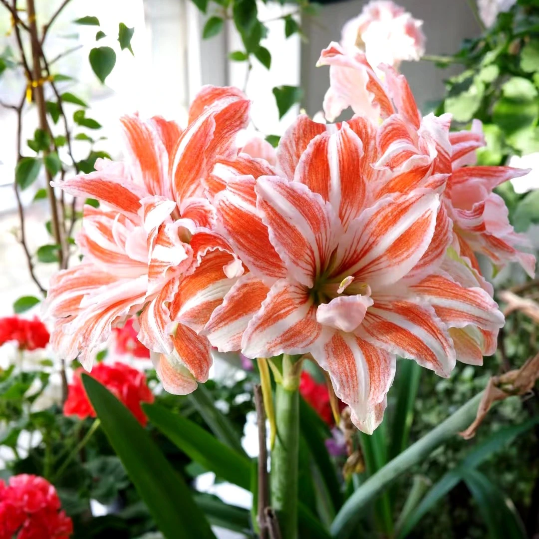 [舞蹈皇后]荷兰朱大花重瓣朱顶红送肥料