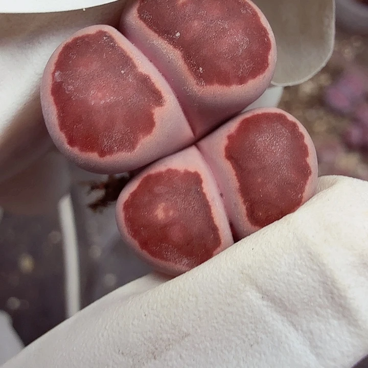 哈哈笑了啊太有魅力650是