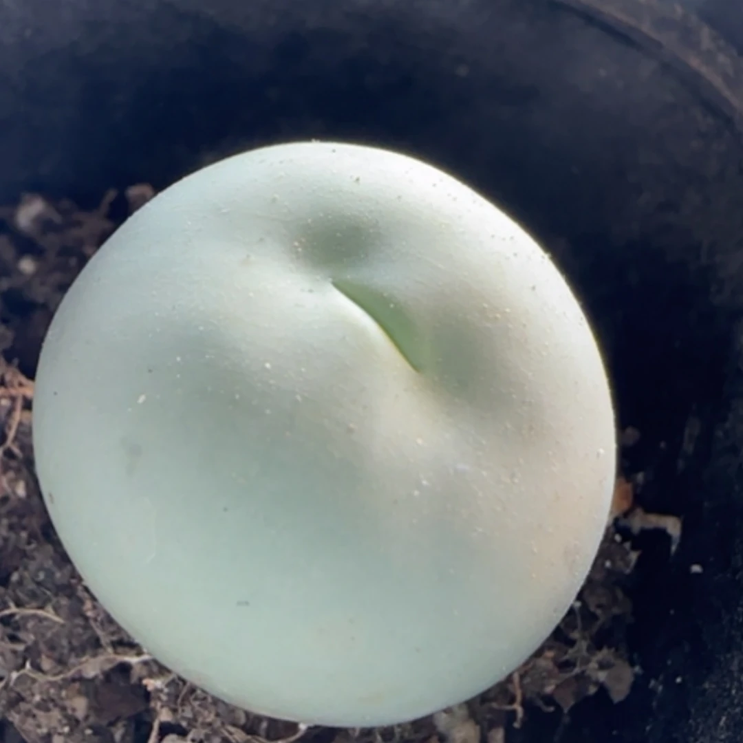 【闪购商品】21165大鸽子蛋2.4+