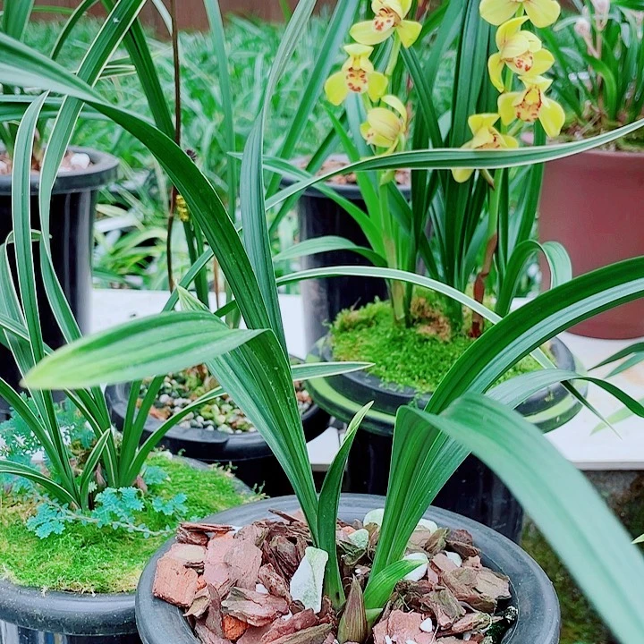 3***1完全开放一物一漂亮开花