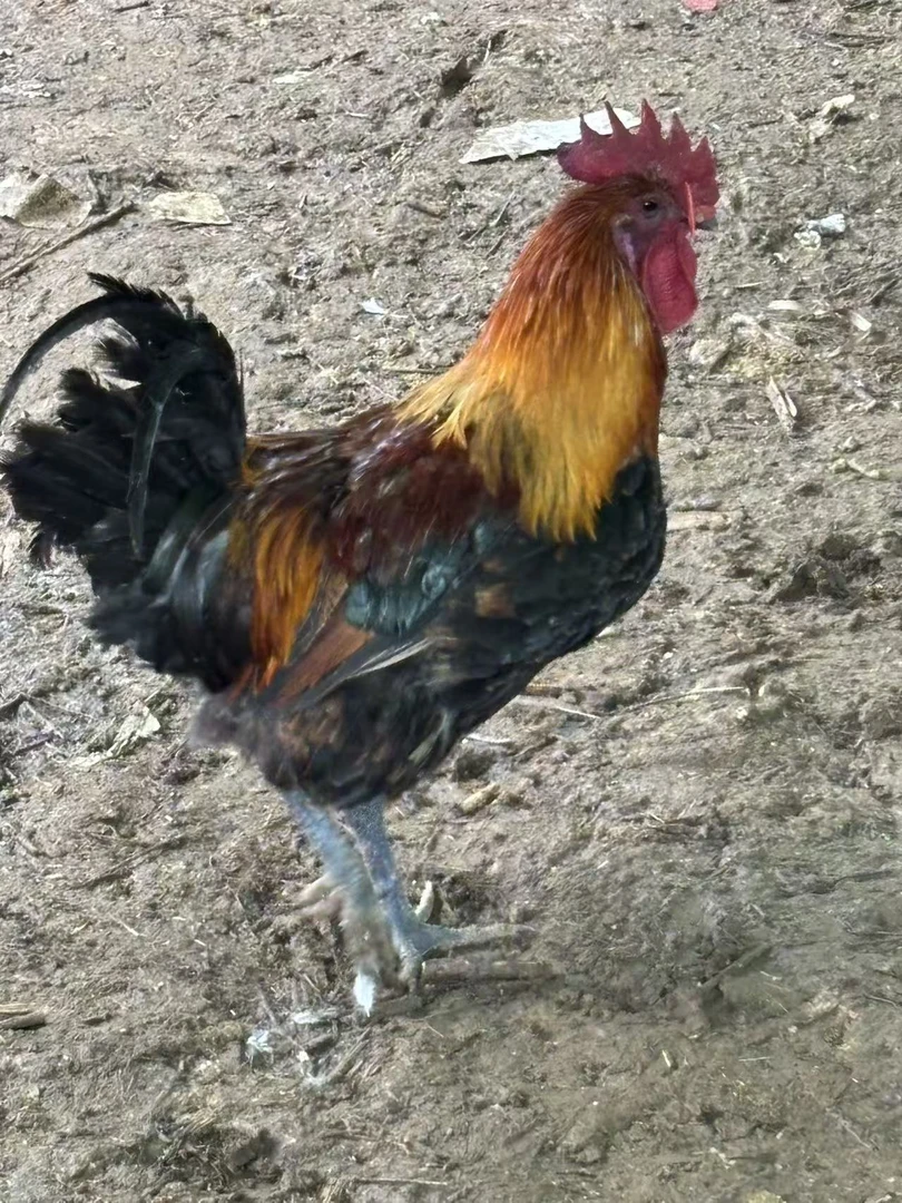大山散养五黑窑鸡  现抓现发   生鲜鸡 肉质鲜美顺丰包邮