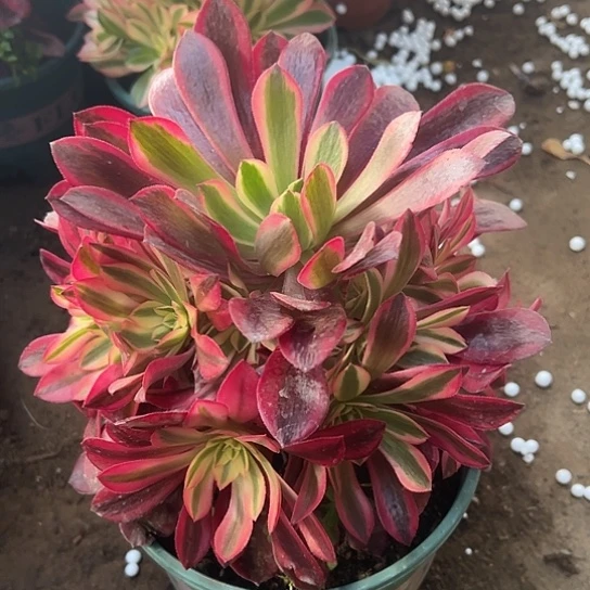 多肉植物一个美杜莎