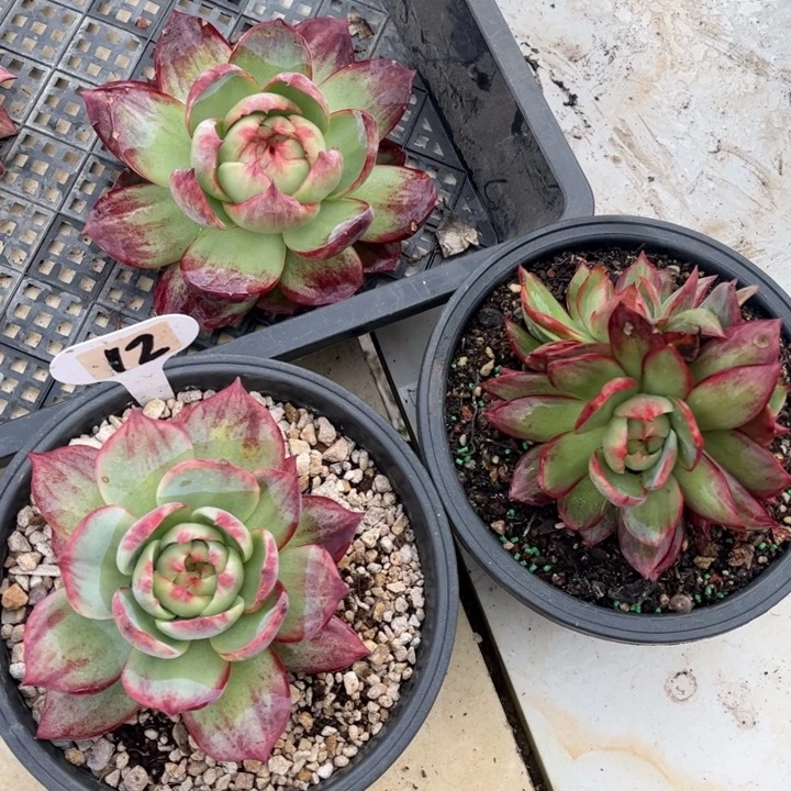 惊鸿仙子一物一拍