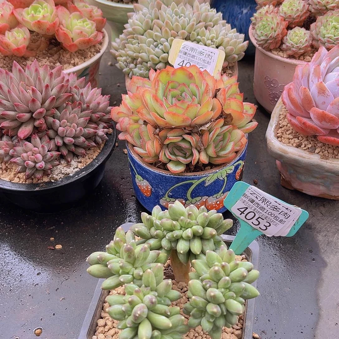 4053千代缀多肉植物
