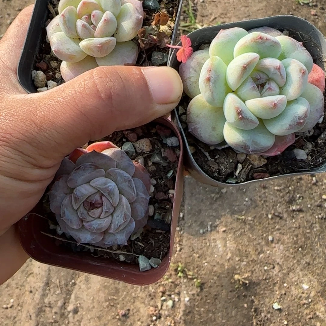 小卡拉米糖心一物一拍