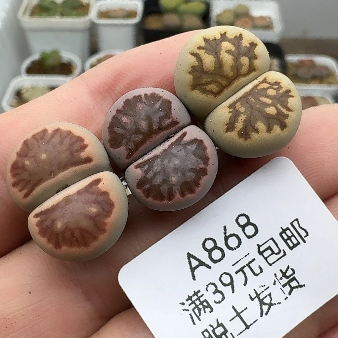 868多肉哈哈哈哈哈哈哈哈