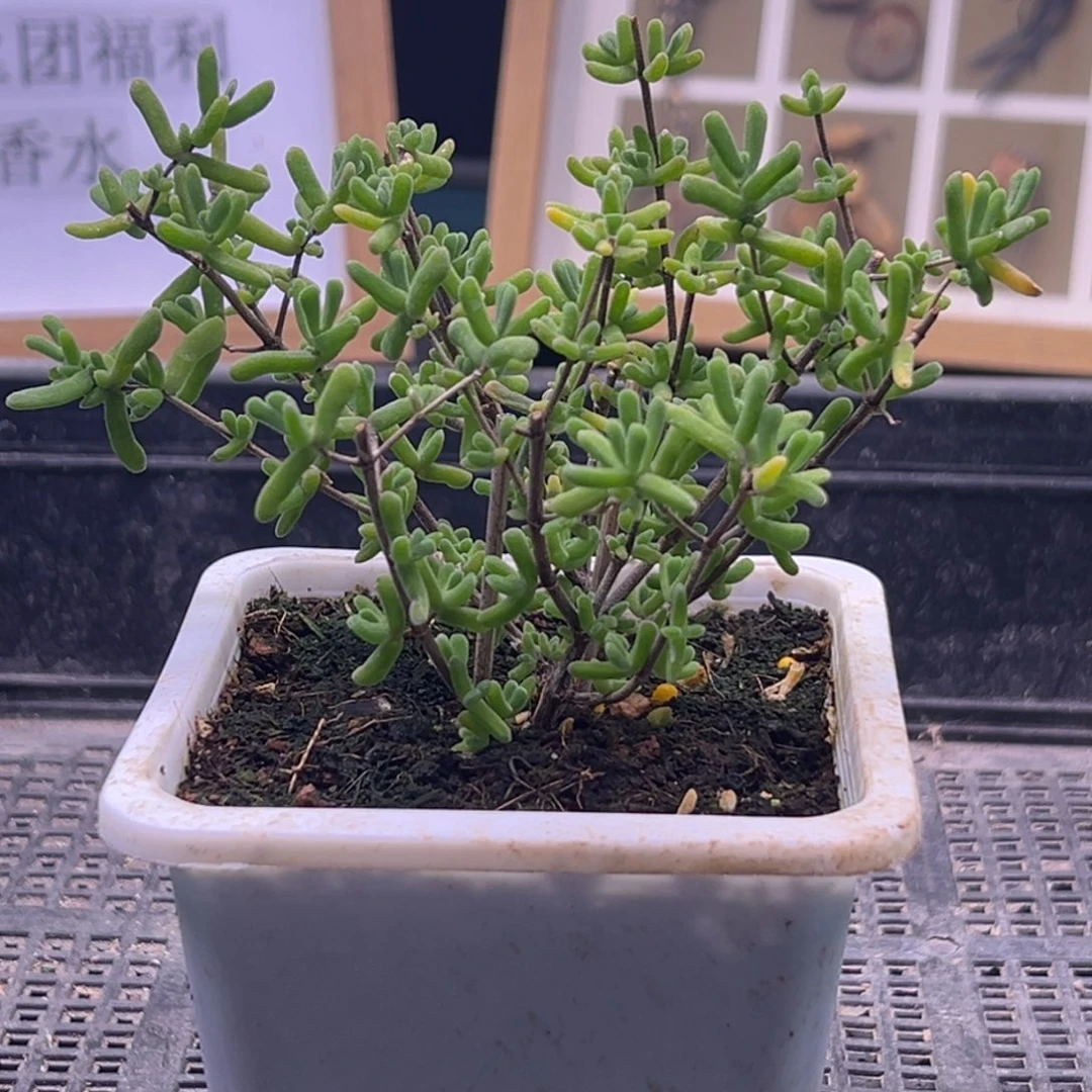 枝干番杏多肉植物9.9万