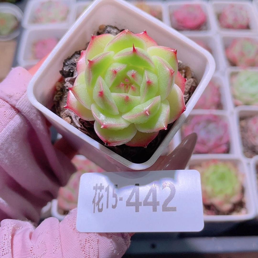 花利美15-442海王