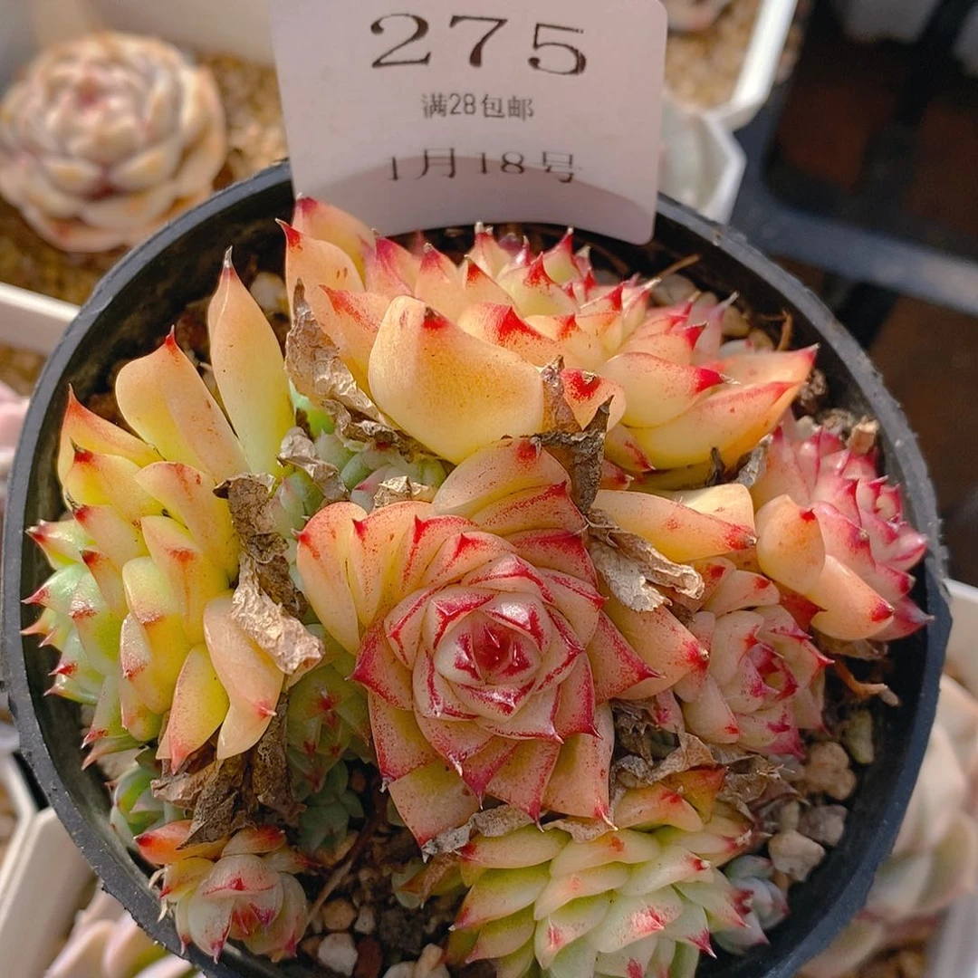 【闪购商品】云275