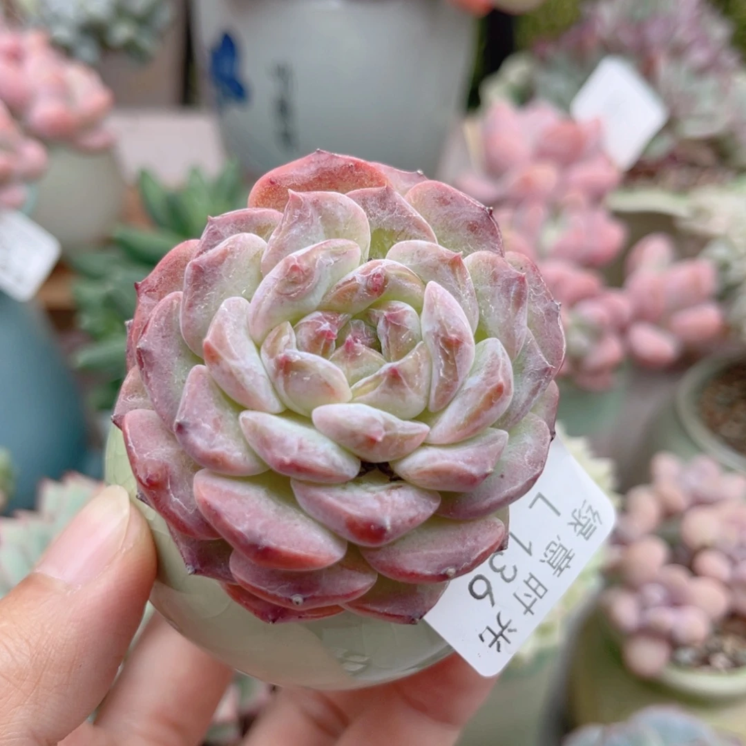 136 冰魄 带陶瓷盆发货 一物一拍