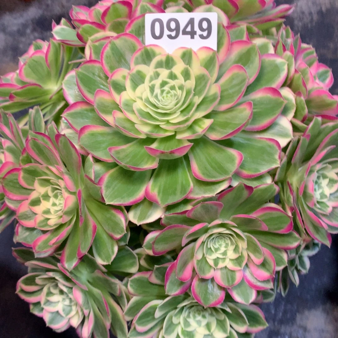 开***天孔雀领949法师多肉植物600000