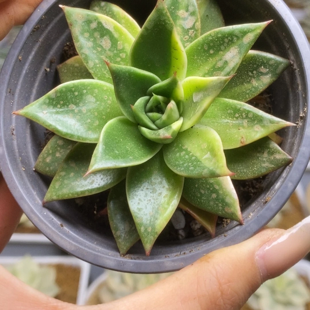 104锦锦锦锦锦锦锦锦