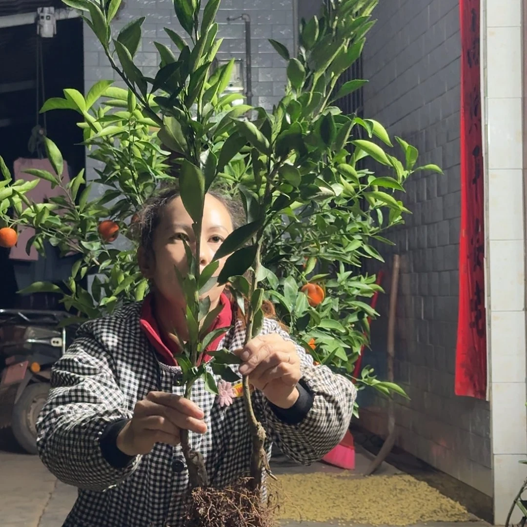 完全开放蜜橘果树苗组合