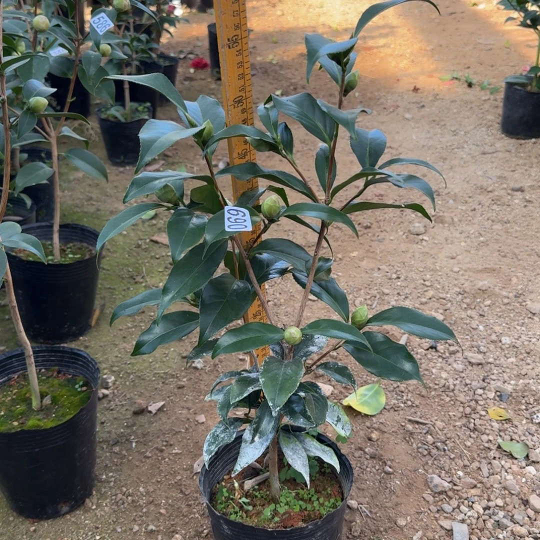 少量花朵（建议范围：2朵-5朵 或40%以下）690黑龙