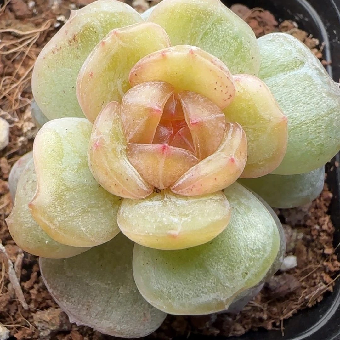 【满29包邮非偏远】441白恋石化