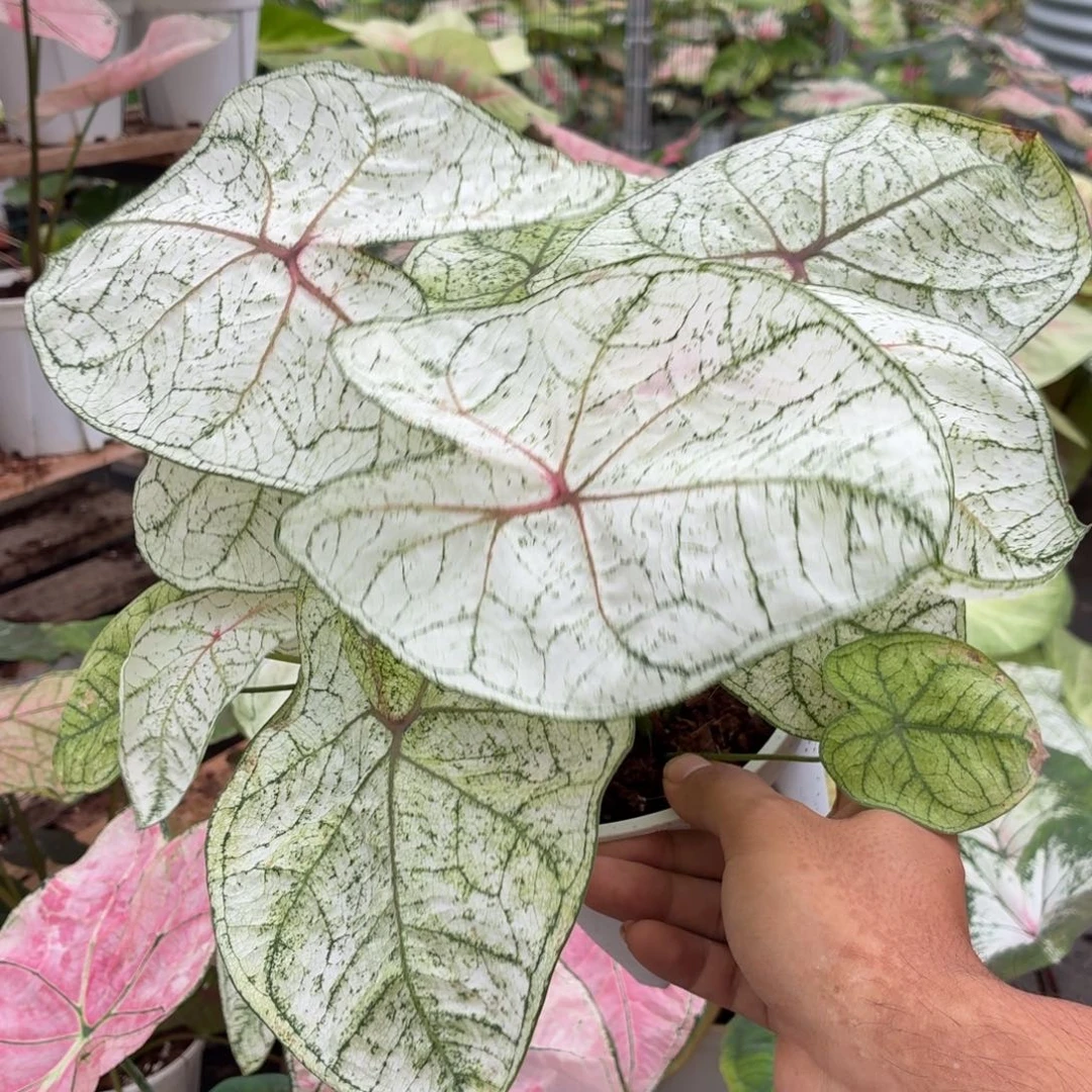 大部分开放少量花苞棉花糖