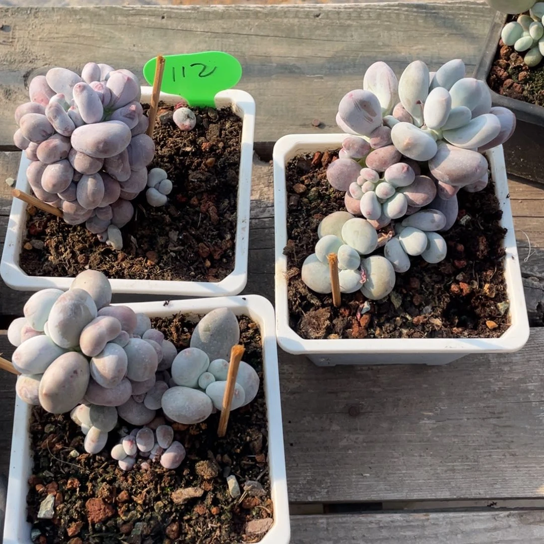 G****磊大叶奶三个一组112