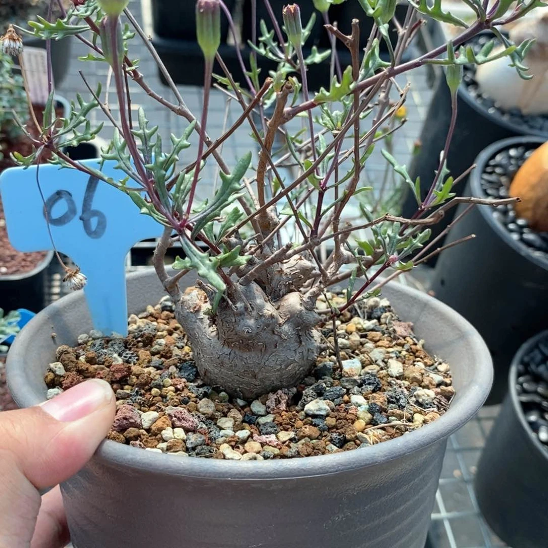 海豚叶厚敦菊多肉植物