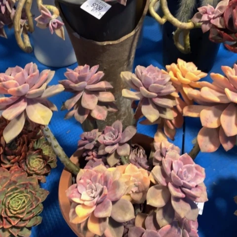 z**v6006紫乐锦多肉