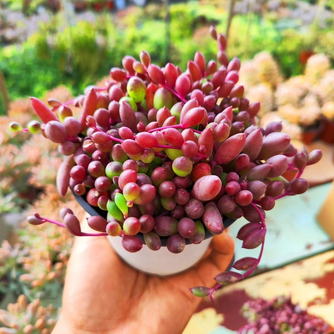 （1颗包邮） 紫玄月9-10 cm 多肉植物 猫小姐多肉