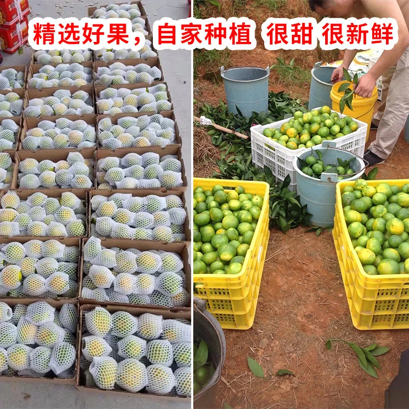 顺丰包邮赣南寻乌蜜桔江西青皮蜜橘皮薄无籽新鲜应季孕妇水果桔子