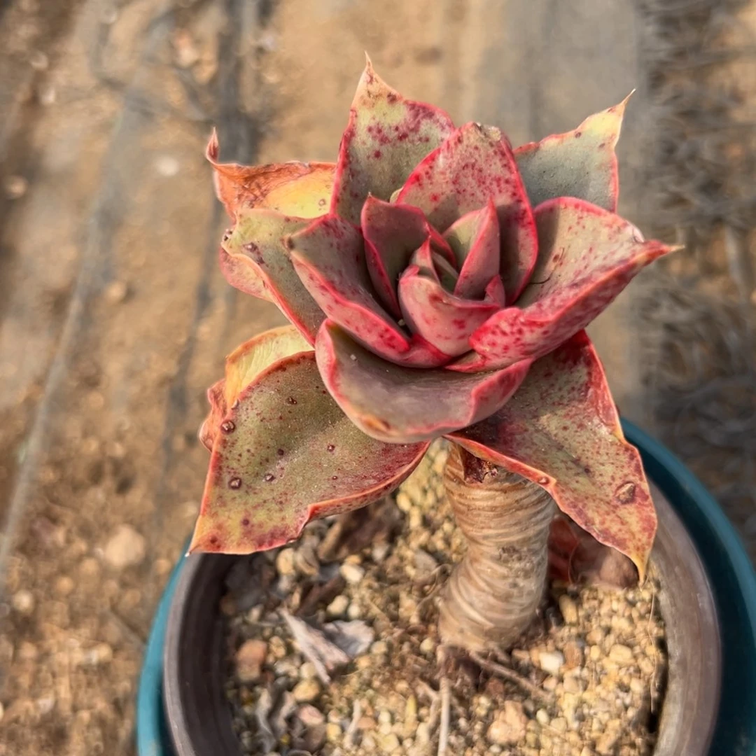 多肉植物大河之舞