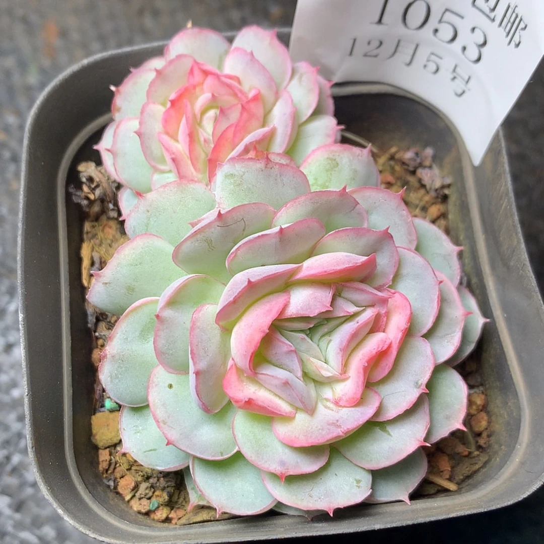 【闪购商品】云1053号