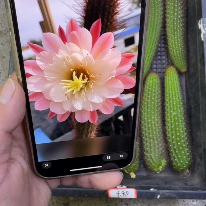 356金妞少女心无根侧牙歪6公分左右，20包邮